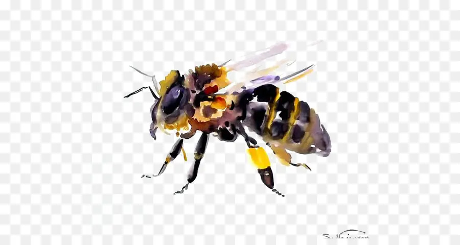 Abeja Realista，Insecto PNG