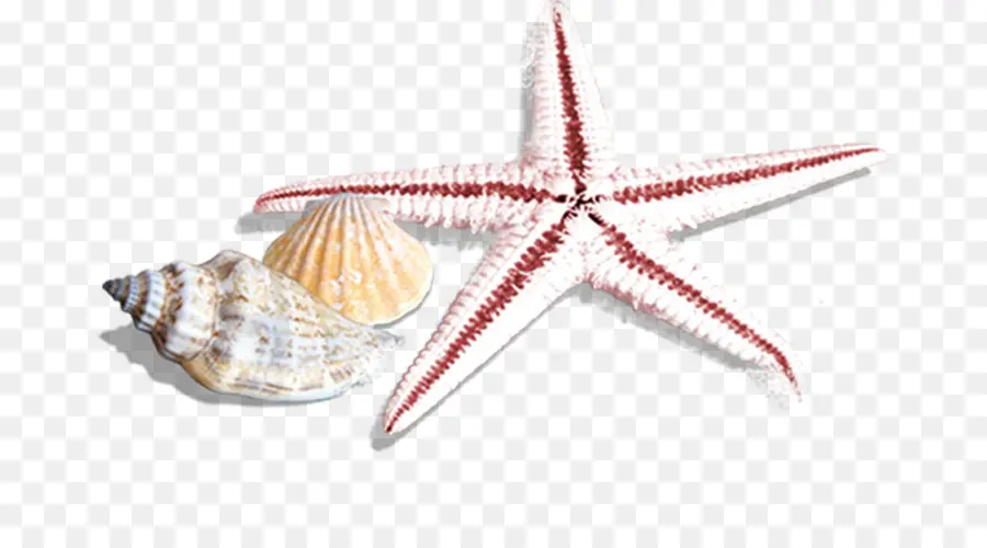 Estrella De Mar，Conchas Marinas PNG