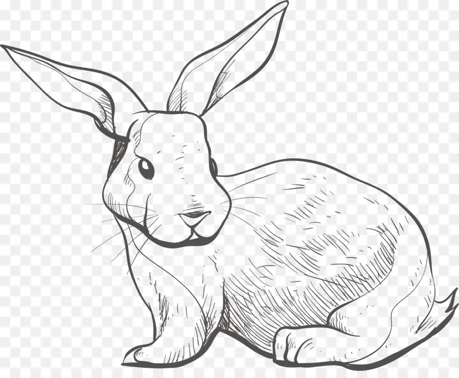 Dibujo De Conejo，Conejito PNG