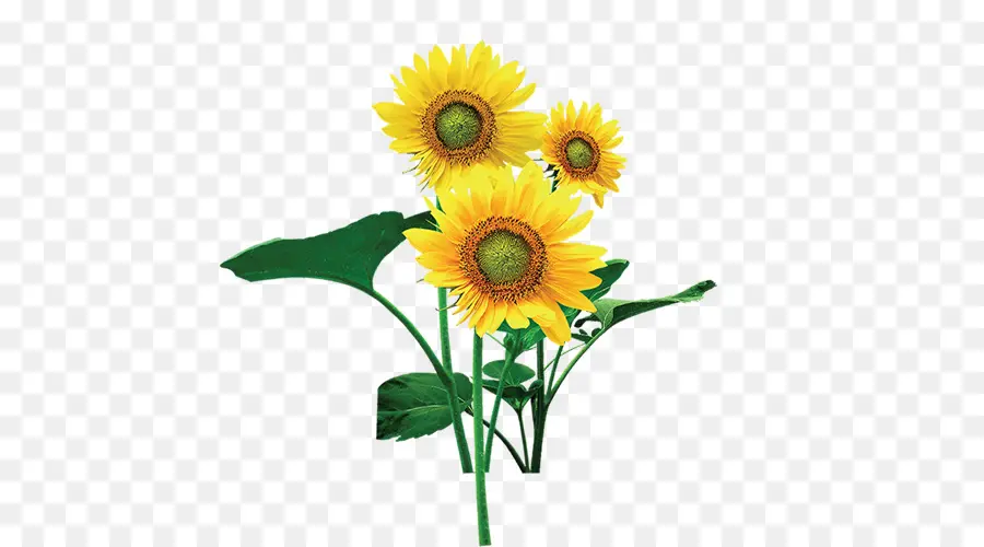 Girasol，Amarillo PNG