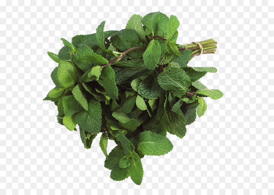 Mentha Spicata，Una Fotografía De Stock PNG