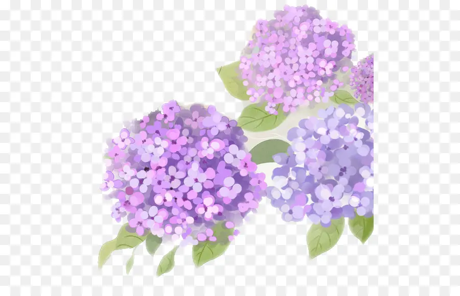 Flores De Hortensia，Púrpura PNG