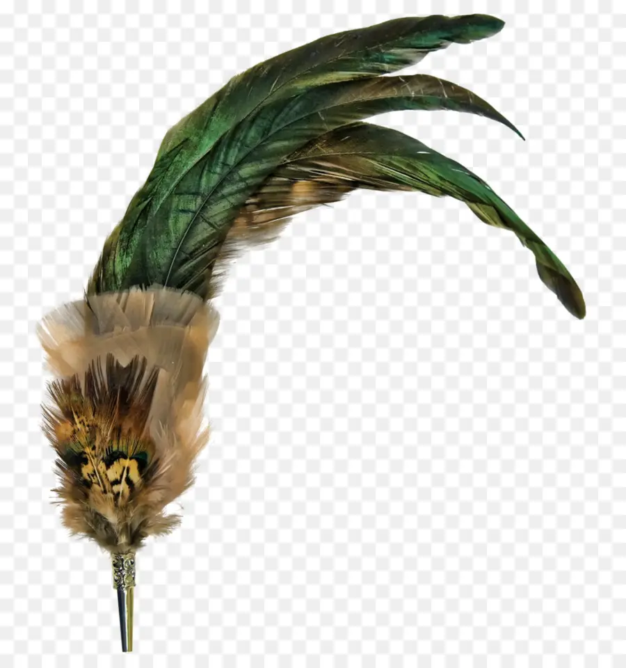 Pluma De Pluma，Pluma PNG