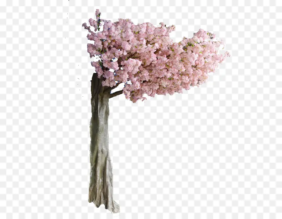 Árbol De Cerezo En Flor，Florecer PNG