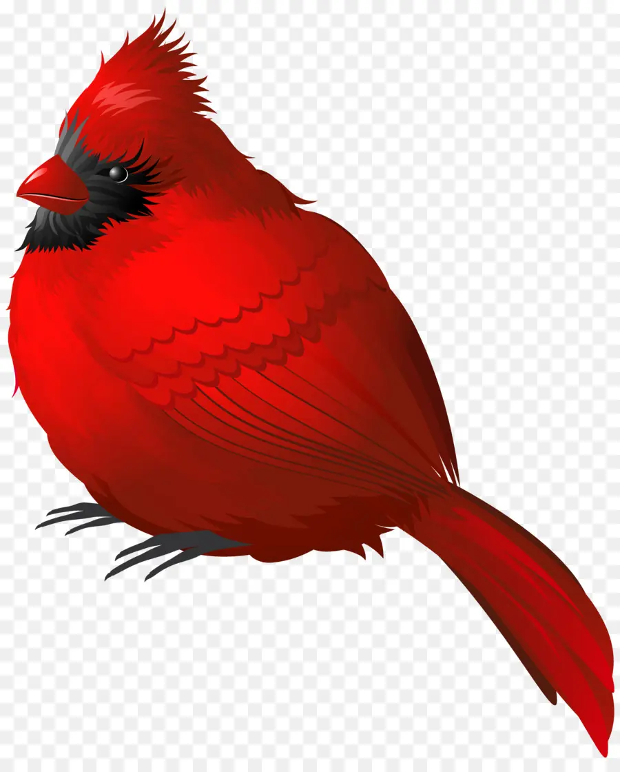 Pájaro，Songbird PNG