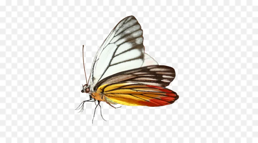 Mariposa，Alas PNG