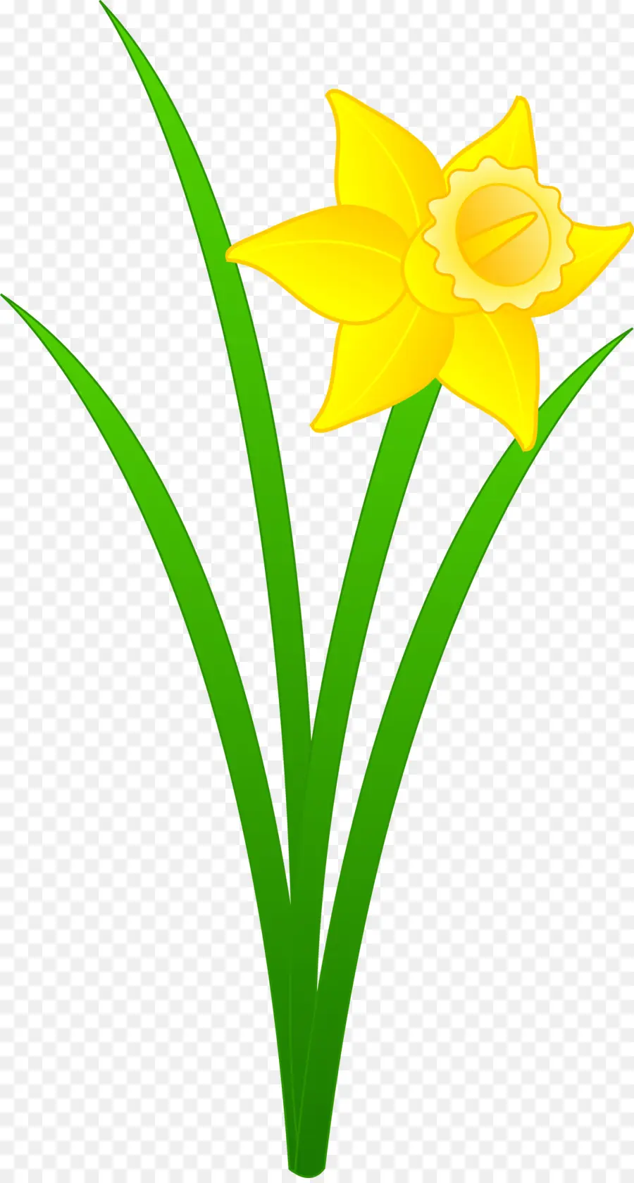 Narciso Amarillo，Flor PNG