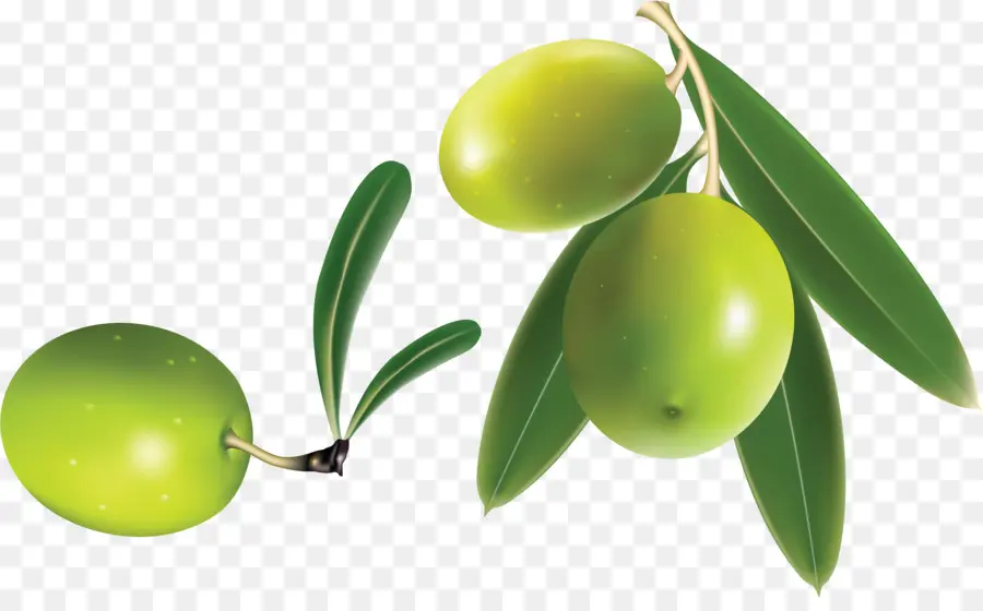 Rama De Olivo，Aceitunas Verdes PNG