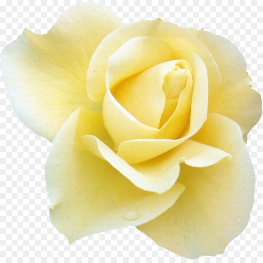 Rosa Blanca，Floración PNG