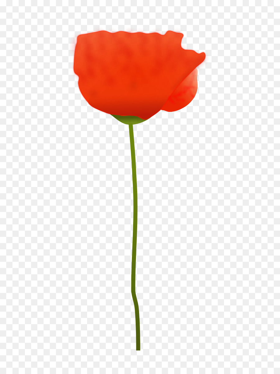 Tulipán Rojo，Provenir PNG