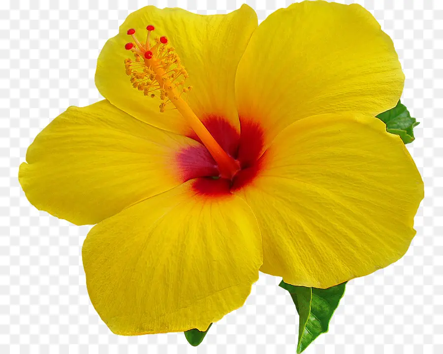 Flor Amarilla，Hibisco PNG