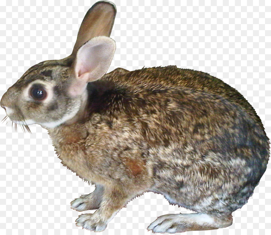 Hare，Nacionales De Conejo PNG