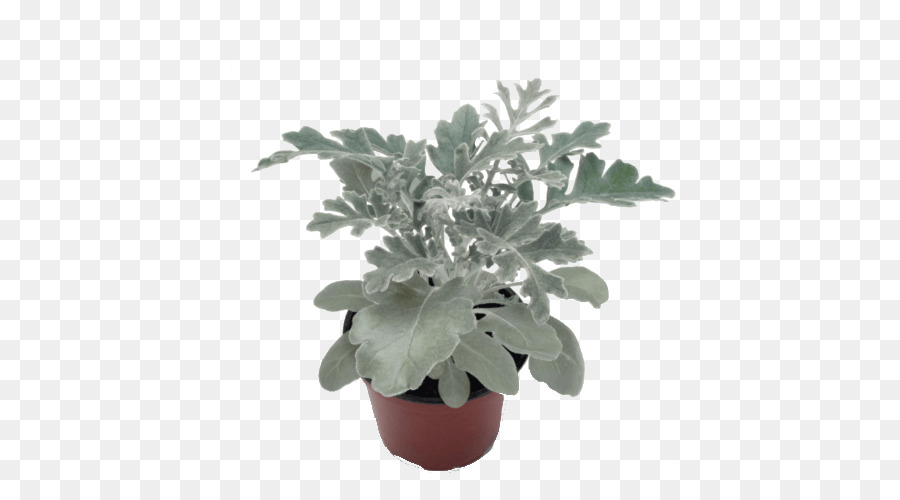 Planta En Maceta，Verdor PNG