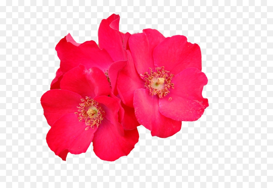 Flores Rosadas，Florecer PNG