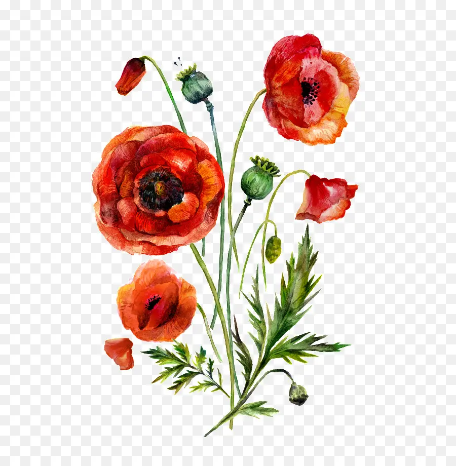 Amapolas Rojas，Naturaleza PNG