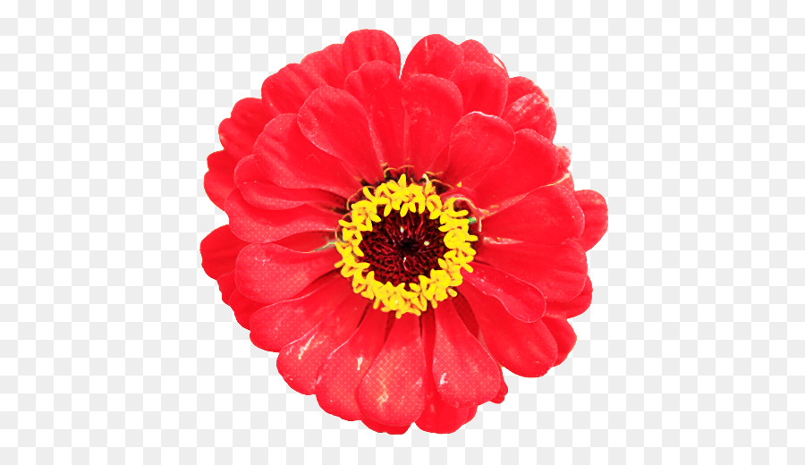 Flor Roja，Flor PNG