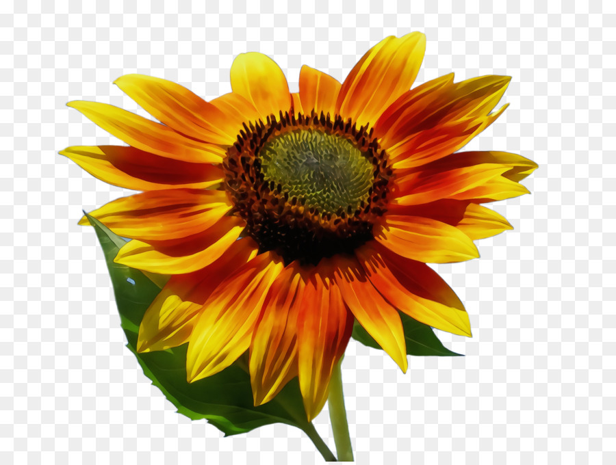 Girasol Amarillo，Hojas Verdes PNG