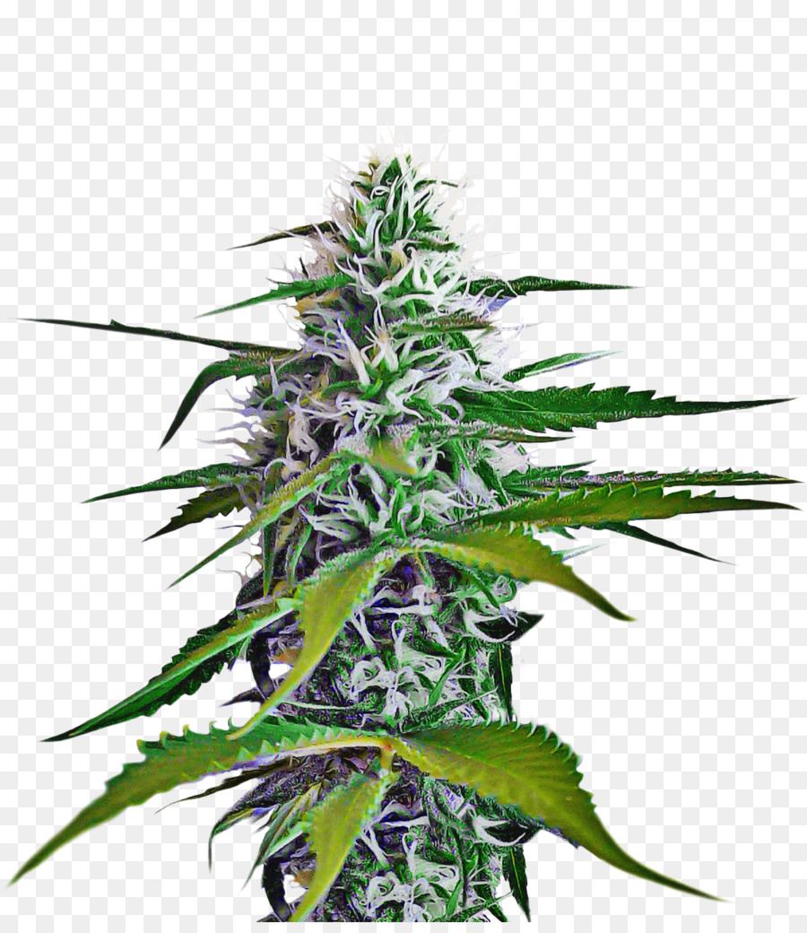 Cogollo De Cannabis，Flor PNG