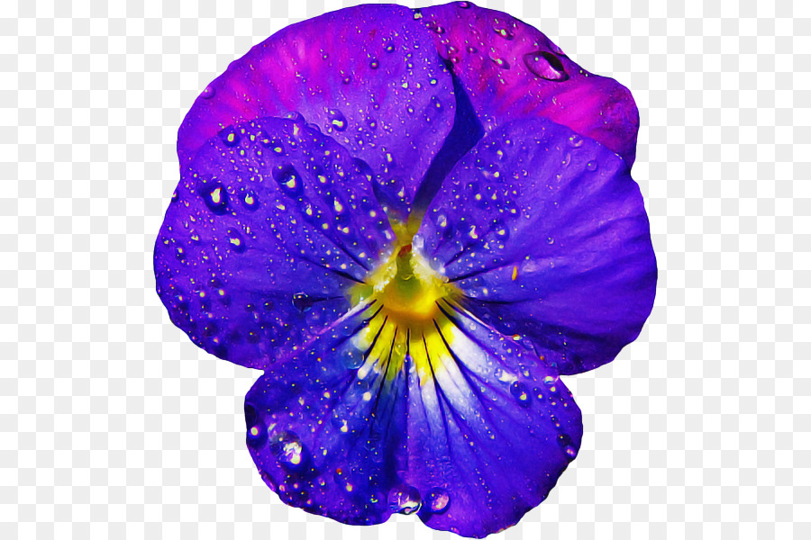 Flor Morada，Pensamiento PNG