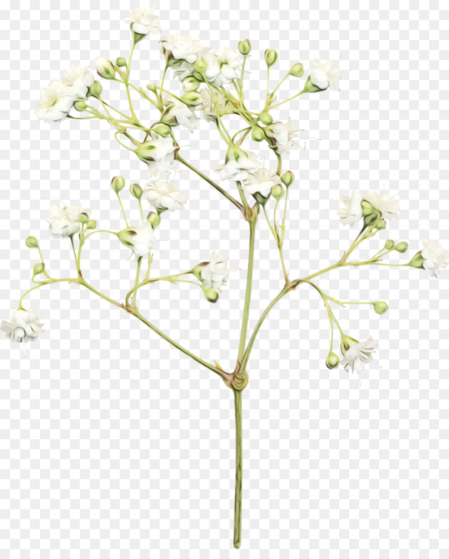 Flor，Dibujo PNG