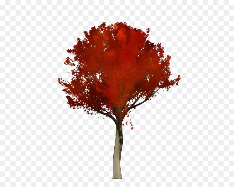 árbol Rojo，Hojas PNG