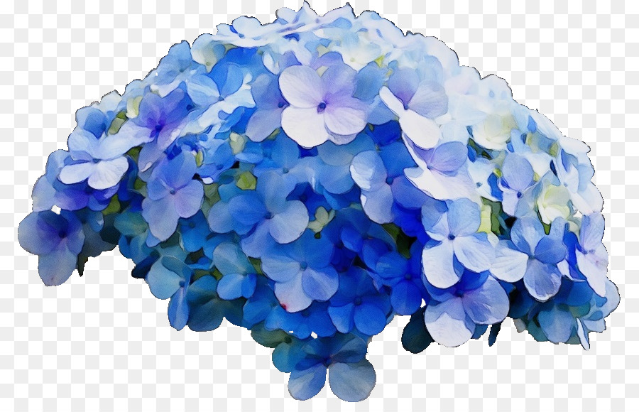 French Hydrangea，Suave Hortensia PNG