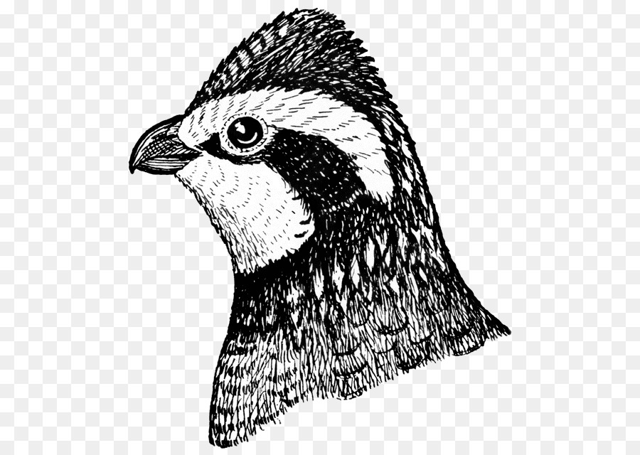 Pájaro，Plumas PNG