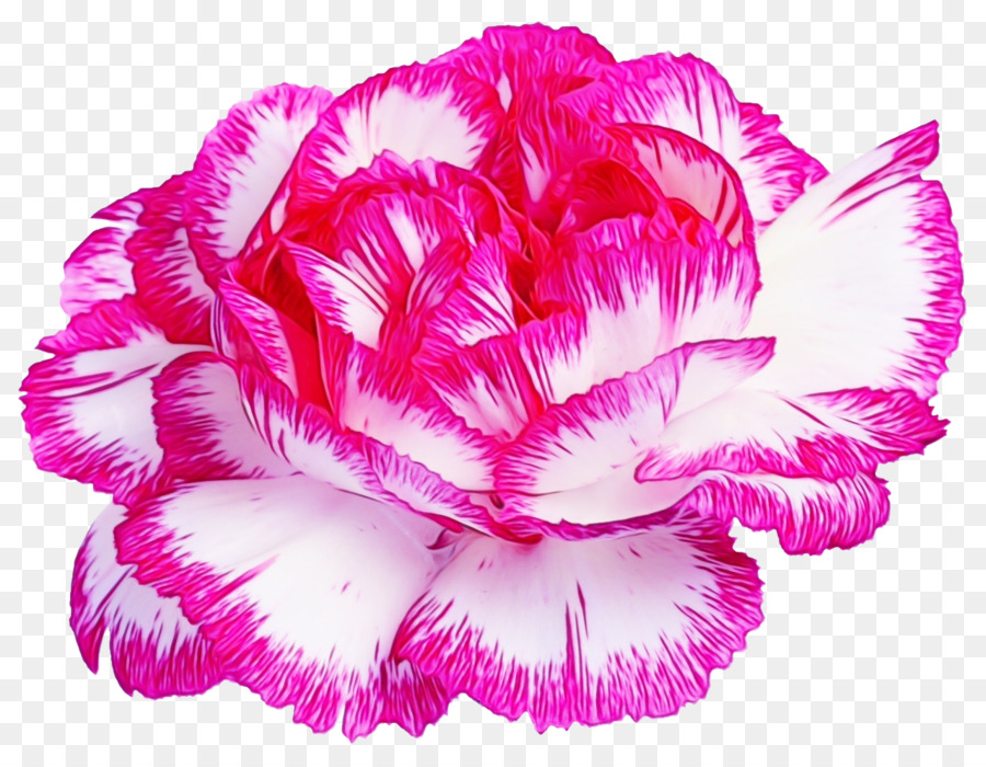 Flor Rosa，Florecer PNG