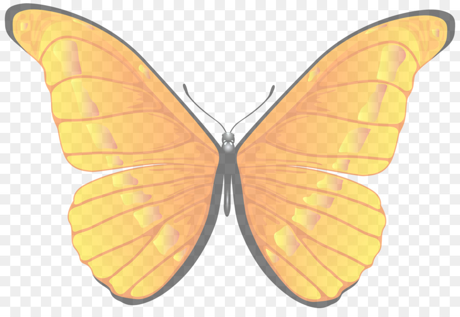 Mariposa Amarilla，Naturaleza PNG