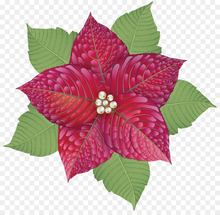 Flor De Pascua，Rojo PNG