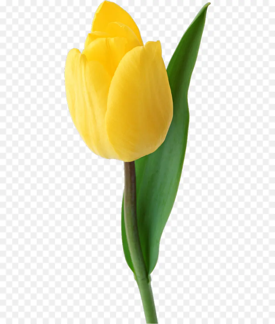 Tulipán，Planta PNG