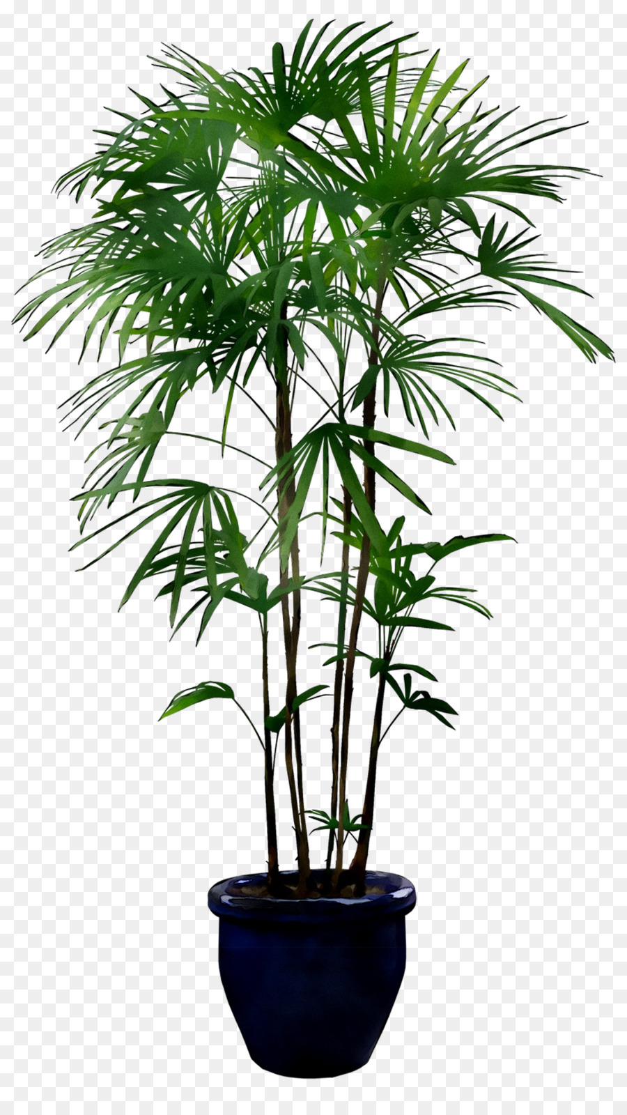 Planta De Palma，Hojas PNG