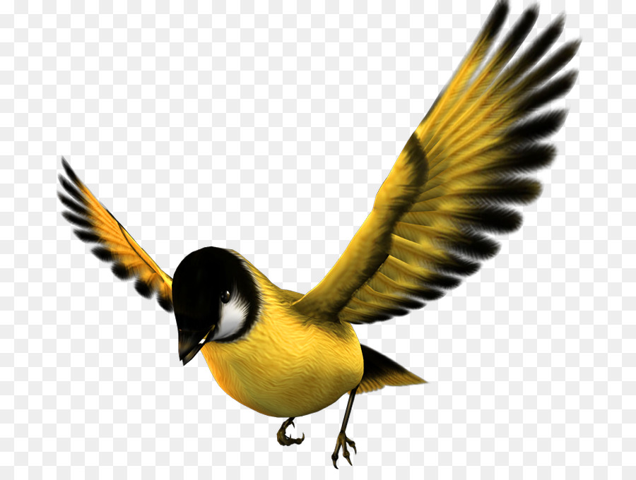 Pájaro Amarillo，Pájaro PNG