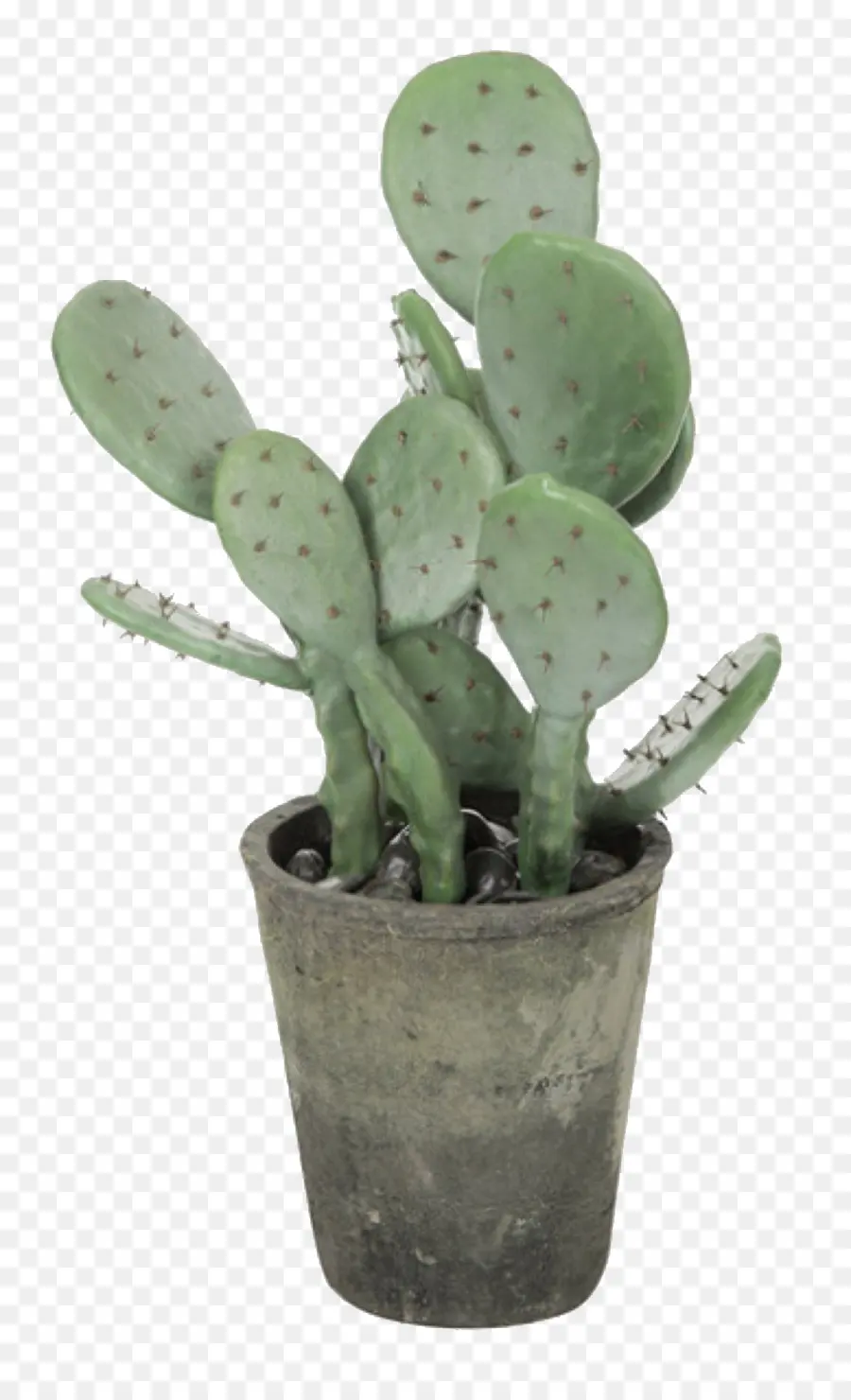 Cactus，Verde PNG