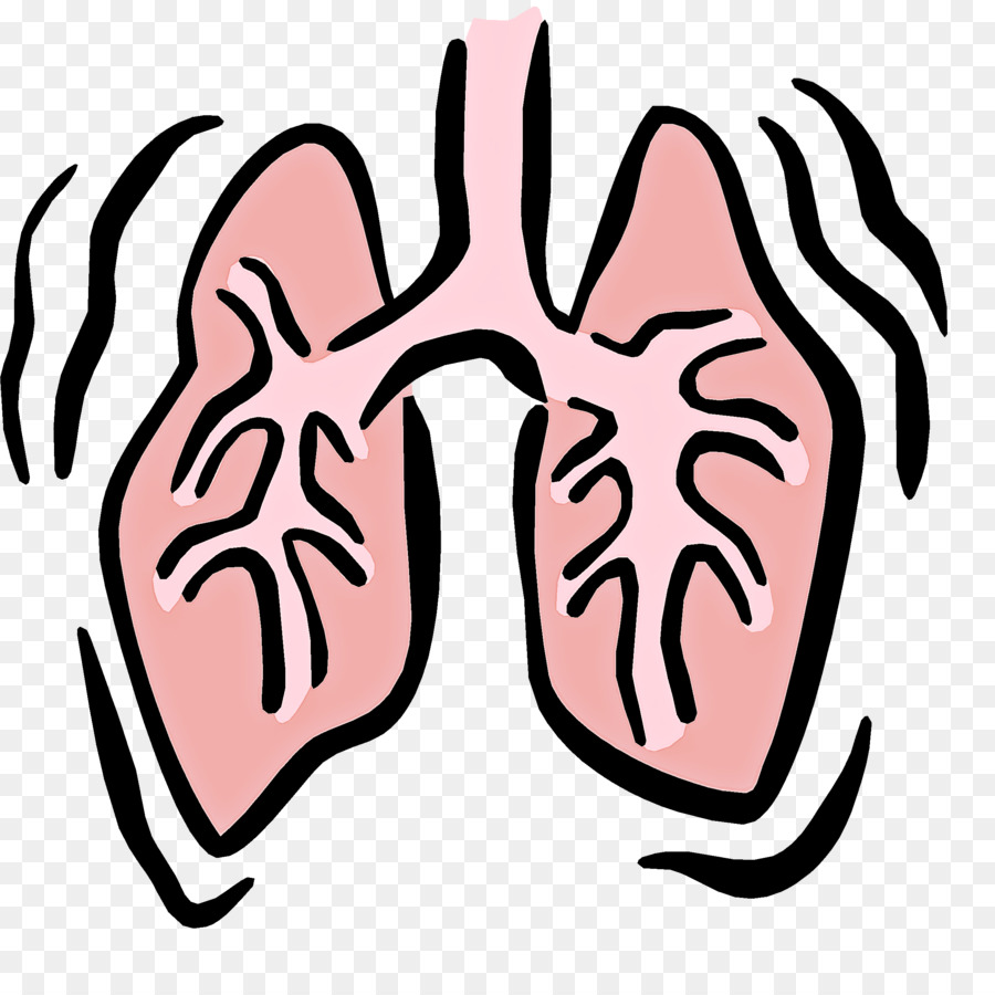 Pulmones，Respiratorio PNG