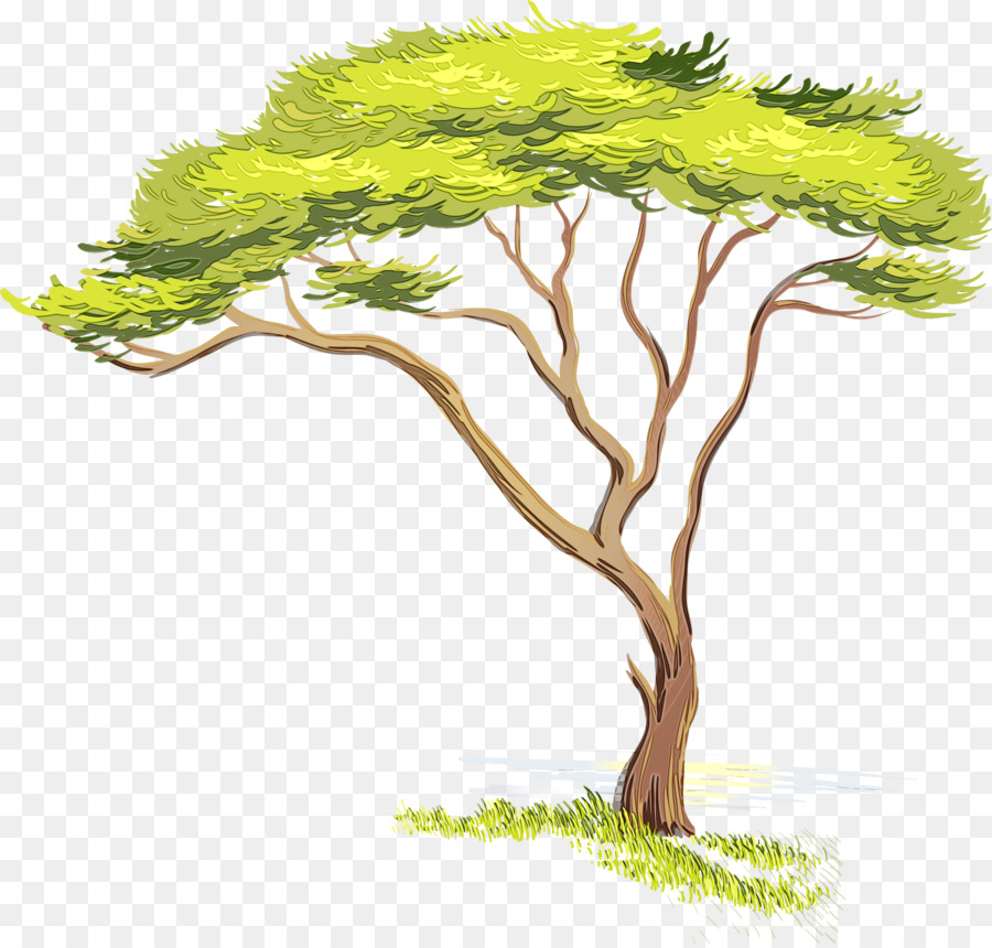 Árbol，Pino PNG