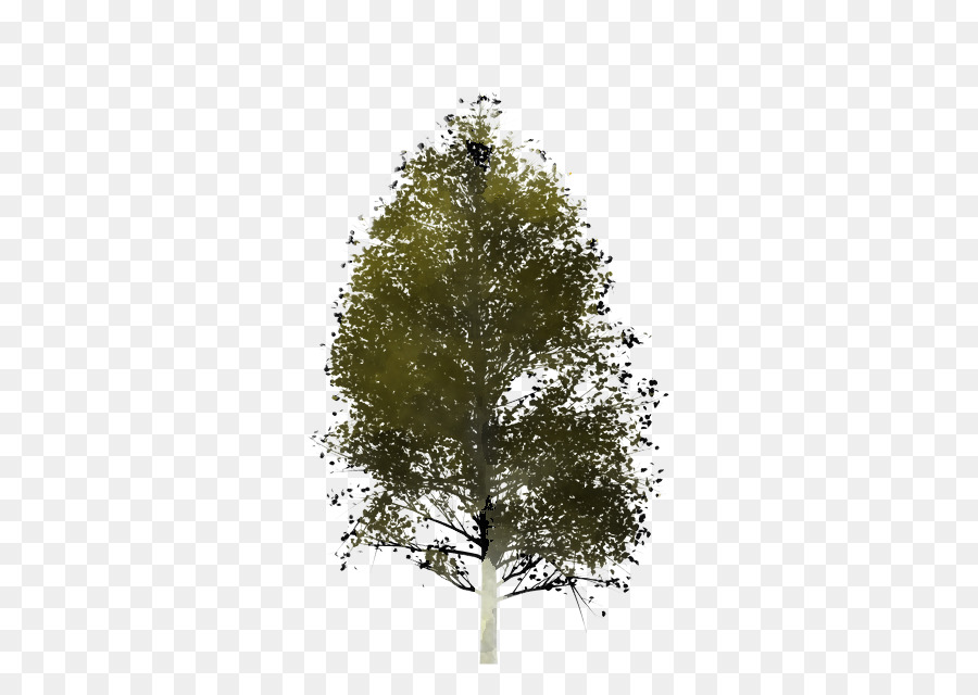 Árbol，Planta PNG