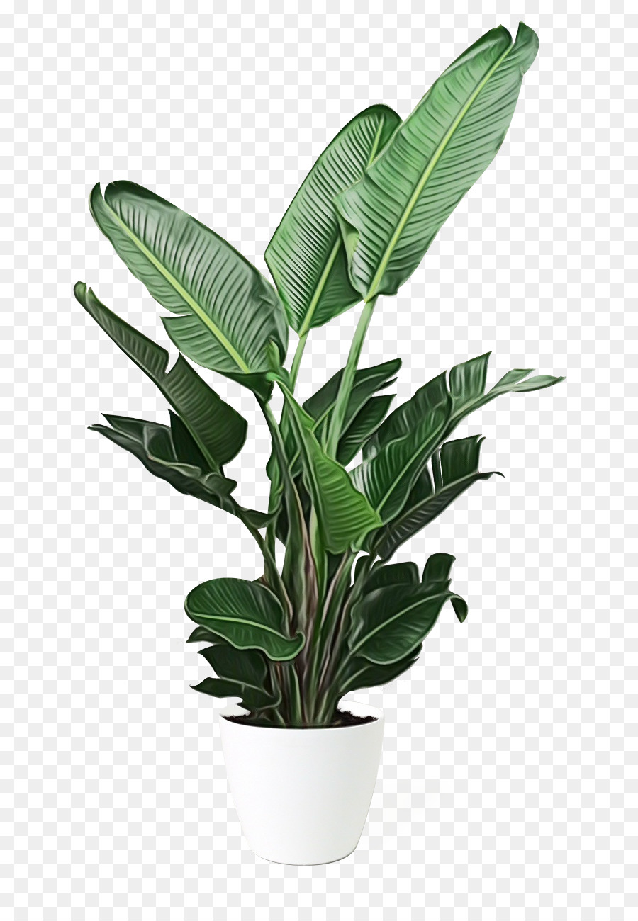 Planta En Maceta，Hojas PNG