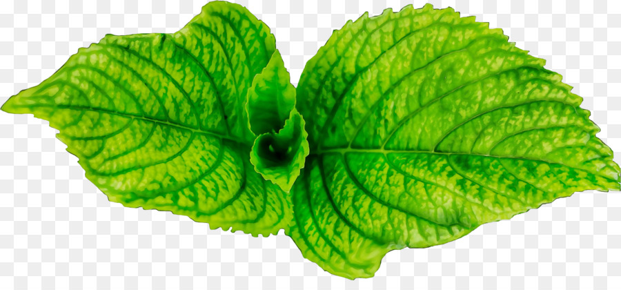 Hojas Verdes，Menta PNG