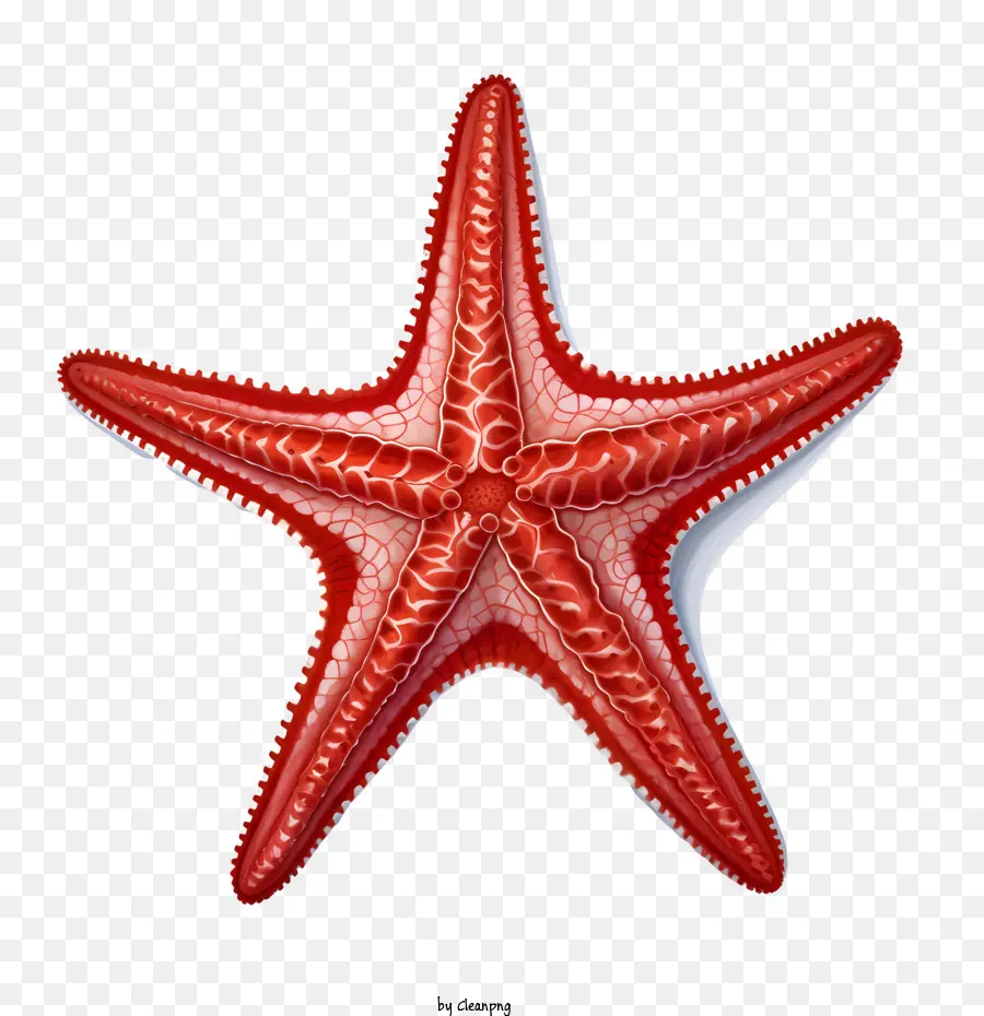 Estrella De Mar，Estrella De Mar Roja PNG