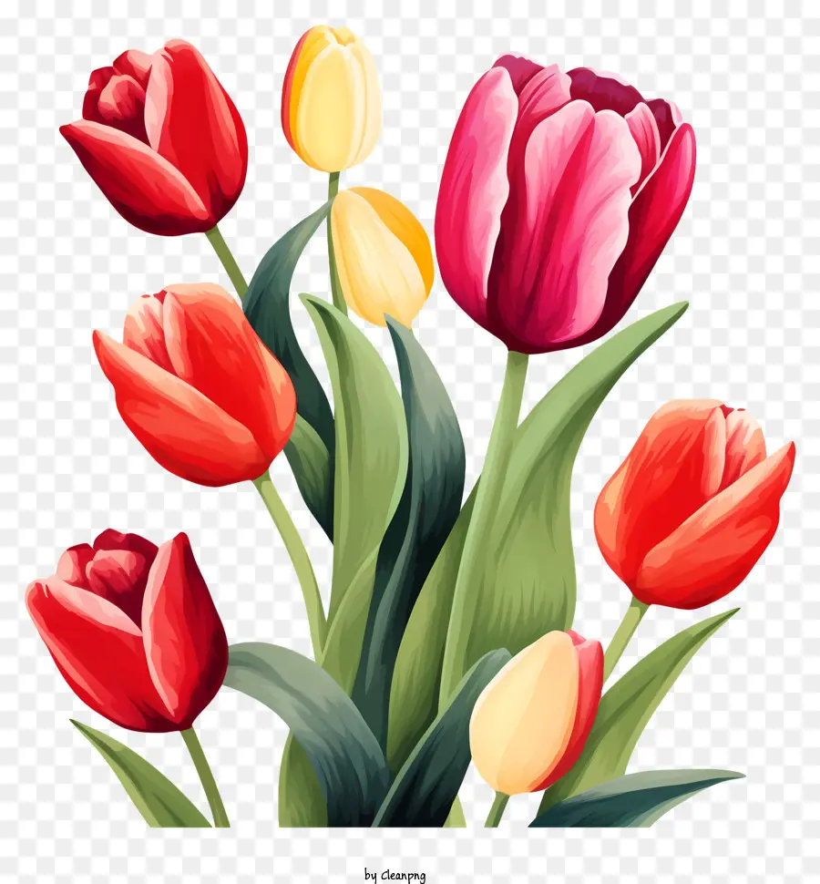 Tulipanes，Primavera PNG