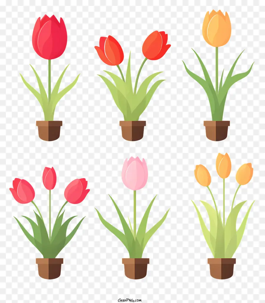 Macetas，Tulipanes En Maceta PNG