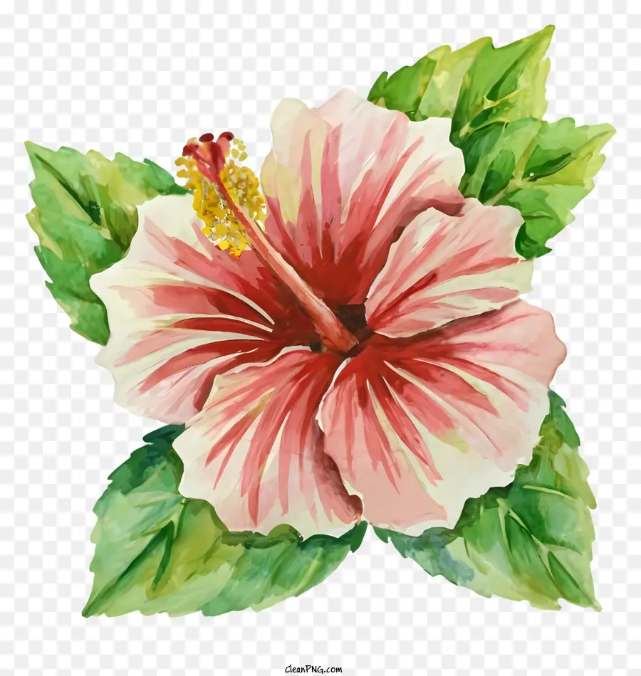 Hibisco Rosa，Hojas PNG