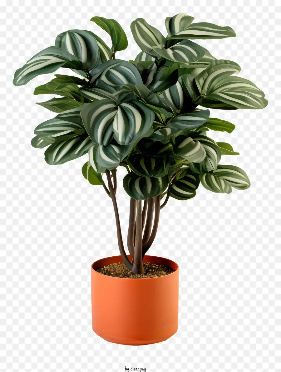 Plantas De Interior，Planta Verde PNG