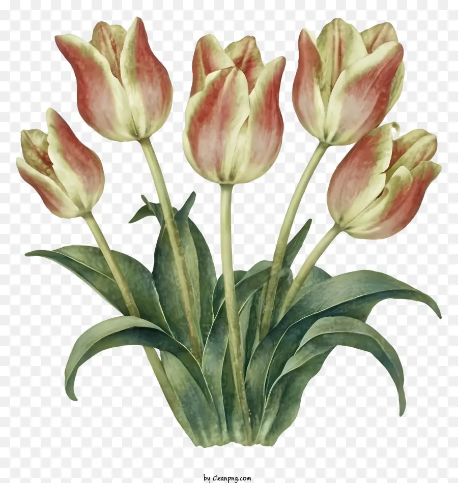 Dibujos Animados，Tulipanes PNG