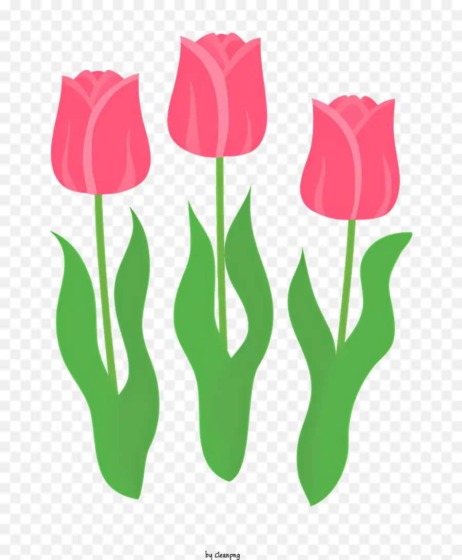 Primavera，Tulipanes Rosados PNG