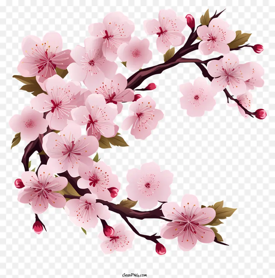 Marco De Flores De Sakura，Flores De Cerezo PNG