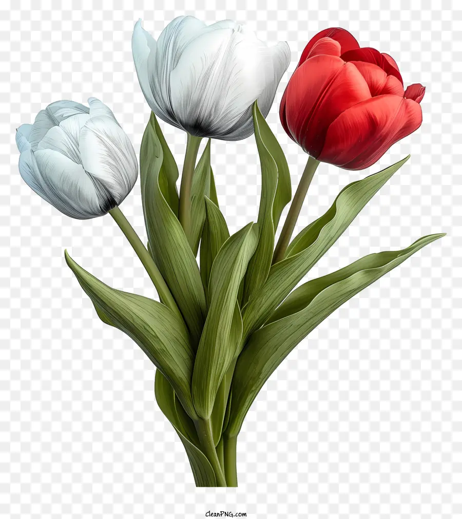 Ramo De Tulipanes Estilo Boceto，Tulipán Blanco PNG