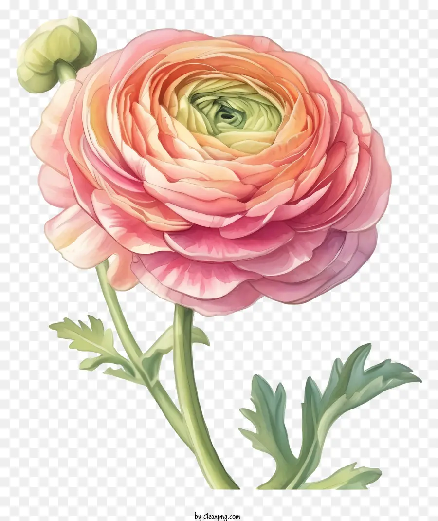 Acuarela Elegante Flor Ranunculus，Flor PNG