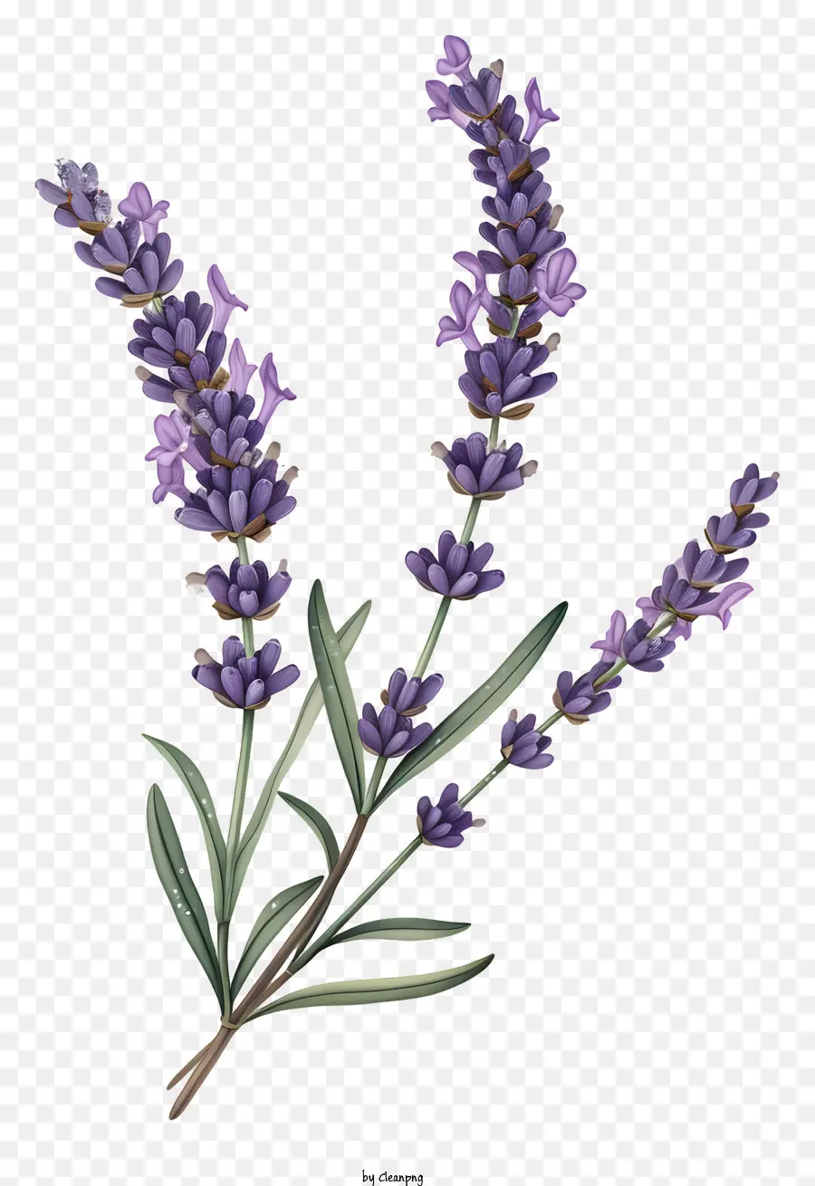 Lavanda，Púrpura PNG